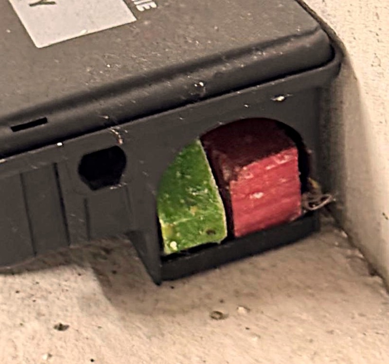 Nástraha volně vložená v deratizační staničce