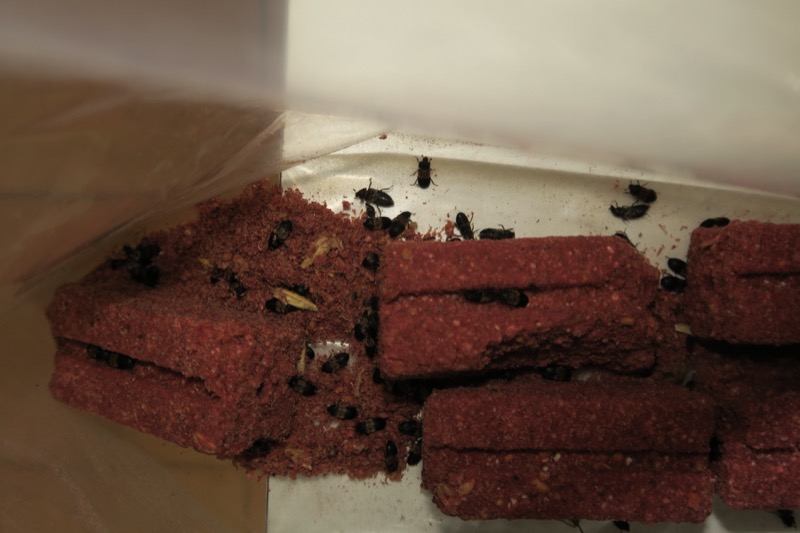 Rodenticidní nástraha napadená skladištními brouky